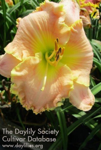 Daylily Kaitlyn's Love